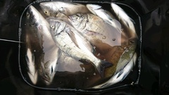 まこと渡船 釣果