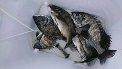 まこと渡船 釣果