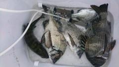 まこと渡船 釣果