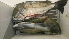 まこと渡船 釣果