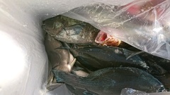 まこと渡船 釣果