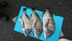 まこと渡船 釣果