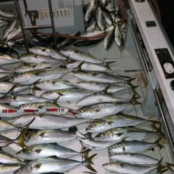 スカイマリン 釣果