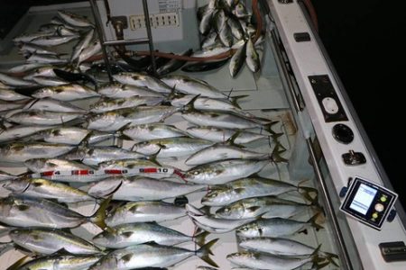 スカイマリン 釣果