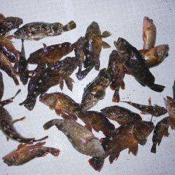 TOPGUN名古屋 釣果