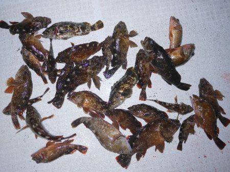 TOPGUN名古屋 釣果