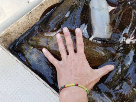 Magic(マジック) 釣果