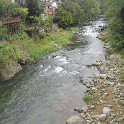 狩野川(狩野川漁業協同組合) 釣果