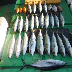 真祐丸 (しんゆうまる) 釣果