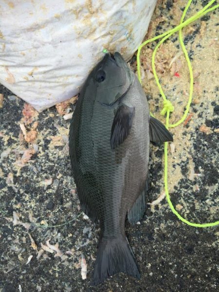 カゴ釣りin音海