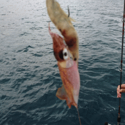 遊漁船ブルーウッズ 釣果