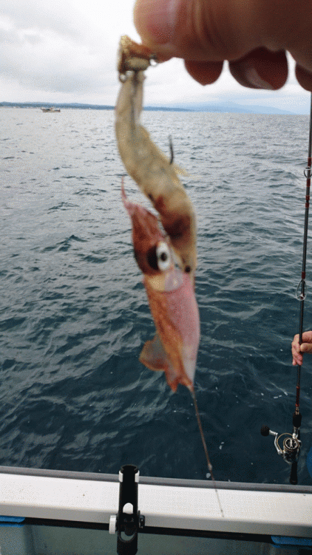 遊漁船ブルーウッズ 釣果