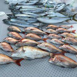 ミタチ丸 釣果