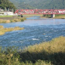 狩野川（狩野川漁業協同組合） 釣果