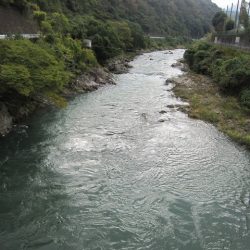 狩野川(狩野川漁業協同組合) 釣果