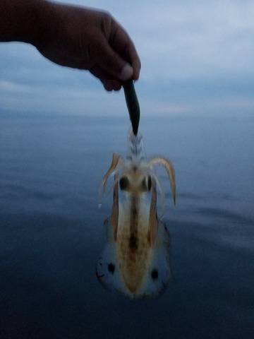 遊漁船　ニライカナイ 釣果