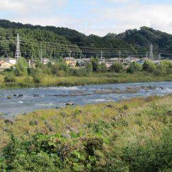 狩野川(狩野川漁業協同組合) 釣果
