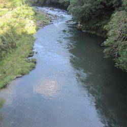 狩野川(狩野川漁業協同組合) 釣果