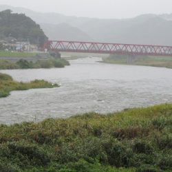狩野川(狩野川漁業協同組合) 釣果