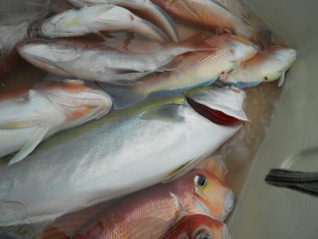 こうゆう丸 釣果