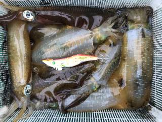 なかくに丸 釣果