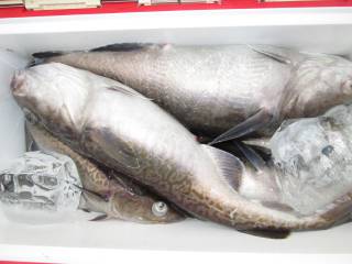 なかくに丸 釣果