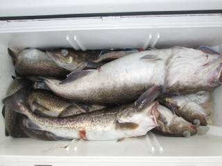 なかくに丸 釣果