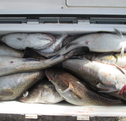 なかくに丸 釣果