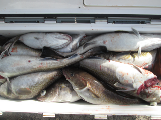 なかくに丸 釣果