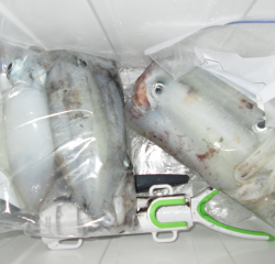 なかくに丸 釣果