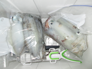 なかくに丸 釣果