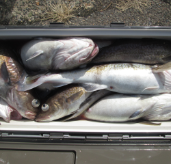 なかくに丸 釣果