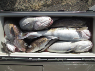 なかくに丸 釣果