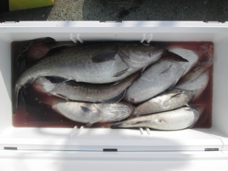 なかくに丸 釣果