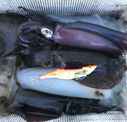 なかくに丸 釣果