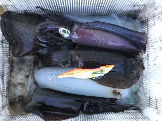 なかくに丸 釣果