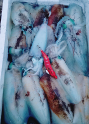 なかくに丸 釣果