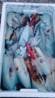 なかくに丸 釣果