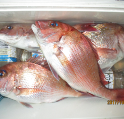 なかくに丸 釣果