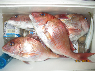 なかくに丸 釣果