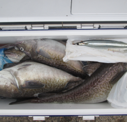 なかくに丸 釣果