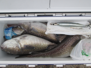 なかくに丸 釣果