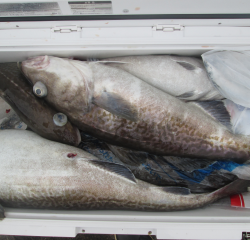 なかくに丸 釣果