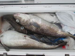 なかくに丸 釣果