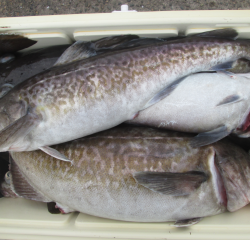 なかくに丸 釣果