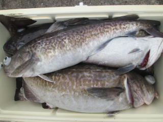 なかくに丸 釣果