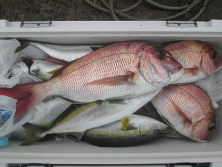 なかくに丸 釣果