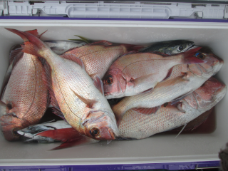 なかくに丸 釣果