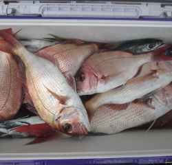 なかくに丸 釣果