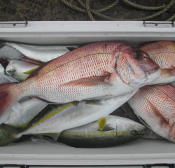 なかくに丸 釣果